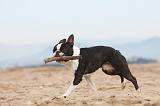 BOSTON TERRIER 409